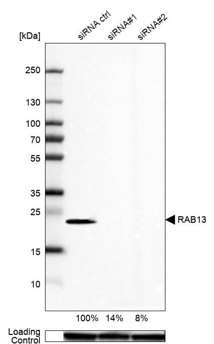 <b>Genetic Strategies Validation. </b>Analysis in U-87MG ATCC cells transfected with control siRNA, target specific siRNA probe #1 and #2, using Anti-RAB13 antibody. Remaining relative intensity is presented. Loading control: Anti-GAPDH.