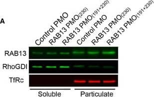 Western Blot: Rab13 Antibody [NBP1-85799] - RAB13 RNA mislocalization does not affect RAB13 binding to membranes or association with REP‐1 or RabGDICells treated with the indicated PMOs were fractionated into soluble & particulate fractions, & the indicated proteins were detected by Western blot. RhoGDI & TfRc serve as soluble & particulate markers, respectively.Lysates from the indicated GFP or GFP‐RAB13‐expressing cell lines were immunoprecipitated with anti‐GFP antibodies & blotted to detect the indicated proteins. Relative REP‐1 & RabGDI binding are quantified in the graphs from n = 3 (REP‐1) & n = 5 (RabGDI) independent experiments. Bars: mean ± s.e.m. No significant differences were detected by Wilcoxon matched‐pairs signed‐rank test. Image collected & cropped by CiteAb from the following publication (//pubmed.ncbi.nlm.nih.gov/32946136), licensed under a CC-BY license. Not internally tested by Novus Biologicals.