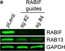 Western Blot: Rab13 Antibody [NBP1-85799] - RABIF distribution & effect on RAB13 expressionRepresentative immunofluorescence images of RABIF protein in cells transfected with the indicated siRNAs. Reduction of intensity in knockdown cells confirms the specificity of the signal. Calibration bar shows intensity values. Note that RABIF exhibits a mostly perinuclear enrichment.RAB13 expression in cells with CRISPR knockdown of RABIF using the indicated sgRNAs (see also Fig 7C). Image collected & cropped by CiteAb from the following publication (//pubmed.ncbi.nlm.nih.gov/32946136), licensed under a CC-BY license. Not internally tested by Novus Biologicals.