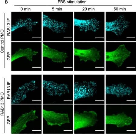 Immunocytochemistry/ Immunofluorescence: Rab13 Antibody [NBP1-85799] - RAB13 protein levels do not change upon serum stimulationMDA‐MB‐231 cells were stimulated with serum for the indicated times, in the presence or absence of cycloheximide (CHX). The cells were also treated with control or RAB13‐mislocalizing PMOs.Representative Western blot analysis of whole‐cell lysates & corresponding quantitations of RAB13 levels from n = 4–5 replicates. Bars: mean ± s.e.m. No significant differences by Friedman's test. Increase in pY397‐FAK levels attests to serum stimulation.RAB13 immunofluorescence at representative protrusive regions. A cell line expressing GFP was used to delineate cell borders & provide an internal cytosolic control. RAB13 signal at front lamellipodial regions was quantified. n = 35–51 protrusions. Bars: mean ± s.e.m. No increase is detected upon stimulation. By contrast, at early time points a decrease is detected (5 & 20 min, P < 0.01 by Kruskal–Wallis test), potentially arising from serum‐induced endocytosis of RAB13‐containing membranes. Scale bars: 8 μm. Image collected & cropped by CiteAb from the following publication (//pubmed.ncbi.nlm.nih.gov/32946136), licensed under a CC-BY license. Not internally tested by Novus Biologicals.