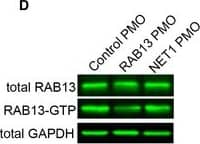 Western Blot: Rab13 Antibody [NBP1-85799] - Peripheral RAB13 RNA translation is required for RAB13 protein activation but not steady‐state distribution or membrane associationAWide‐field images of RAB13 immunofluorescence in MDA‐MB-231 cells treated with control or RAB13 (191 + 230) PMOs & ratios of peripheral/perinuclear intensity. Scale bars: 10 μm. n = 45–50 cells. Bars: mean ± s.e.m. Similar results were observed in two additional independent experiments.BFluorescence images (projections of confocal slices throughout the cell height) of cells expressing GFP‐RAB13 with the indicated UTRs. Note that in both cases the protein assumes indistinguishable distribution. Scale bars: 10 μm.CSoluble/particulate fractionation of the indicated cell lines followed by Western blot to detect the indicated proteins. RhoGDI & TfRc serve as soluble & particulate markers, respectively. Graph shows quantitation from n = 3 independent experiments. Bars: mean ± s.e.m.D, EActive RAB13 (RAB13‐GTP) was pulled down using MICAL‐L1 RBD‐GST from the indicated PMO‐treated cells (D) or GFP‐RAB13‐expressing lines (E). The amount of endogenous or exogenous RAB13 was measured by quantitative Western blot, & relative levels of active RAB13 are plotted. n = 8 (D), n = 4 (E). Bars: mean ± s.e.m.Data information: P‐values: *< 0.05, **< 0.01 by Kruskal–Wallis test.Source data are available online for this figure. Image collected & cropped by CiteAb from the following publication (//pubmed.ncbi.nlm.nih.gov/32946136), licensed under a CC-BY license. Not internally tested by Novus Biologicals.