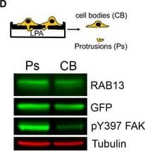 Western Blot: Rab13 Antibody [NBP1-85799] - RAB13 RNA & protein exhibit distinct subcellular distributionsRepresentative FISH images showing RAB13 RNA distribution in MDA‐MB-231 cells. Nuclei & cell outlines are shown in blue & green, respectively. Arrows point to RAB13 RNA concentrated at protrusive regions. Boxed regions are magnified in the insets.Representative immunofluorescence images of RAB13 protein in cells transfected with the indicated siRNAs. Reduction of intensity in RAB13 knockdown cells confirms the specificity of the signal. Arrows point to perinuclear RAB13 protein. Calibration bar shows intensity values.Ratios of peripheral/perinuclear intensity calculated from images as shown in (A) & (B). Bars: mean ± s.e.m. Values within each bar represent number of cells observed in 3 independent experiments.Protrusions (Ps) & cell bodies (CB) of cells induced to migrate toward LPA were isolated & analyzed to detect the indicated proteins (by Western blot; left panels) or RNAs (by RT‐ddPCR; right panel). Ps/CB enrichment ratios from 2 independent experiments are shown. Bars: mean ± s.e.m. The enrichment of pY397‐FAK serves to verify the enrichment of protrusions containing newly formed adhesions in the Ps fraction.Data information: P‐values: **< 0.01; ****< 0.0001 by Student's t‐test (C) or analysis of variance with Dunnett's multiple comparisons test against GFP (D). Scale bars: 10 μm. Image collected & cropped by CiteAb from the following publication (//pubmed.ncbi.nlm.nih.gov/32946136), licensed under a CC-BY license. Not internally tested by Novus Biologicals.