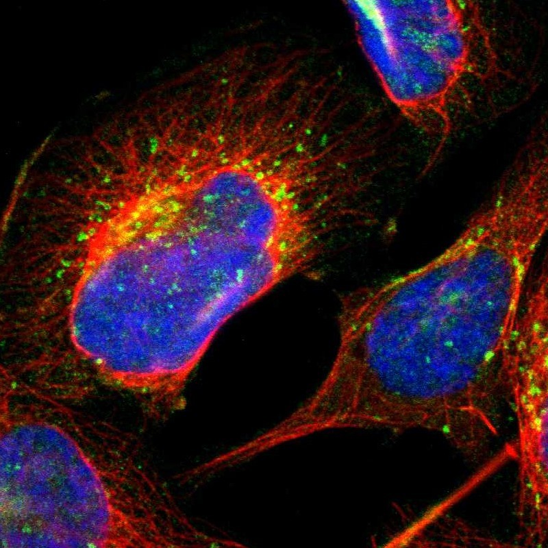 Immunocytochemistry/ Immunofluorescence RRAGB Antibody - BSA Free