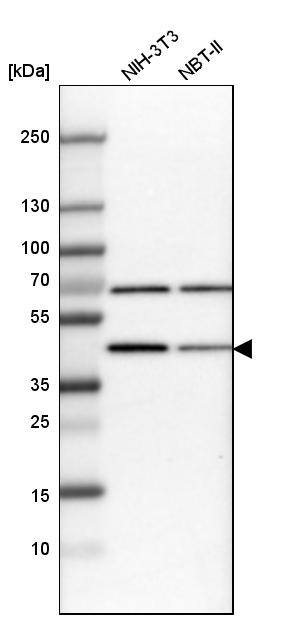 Analysis in mouse cell line NIH-3T3 and rat cell line NBT-II.