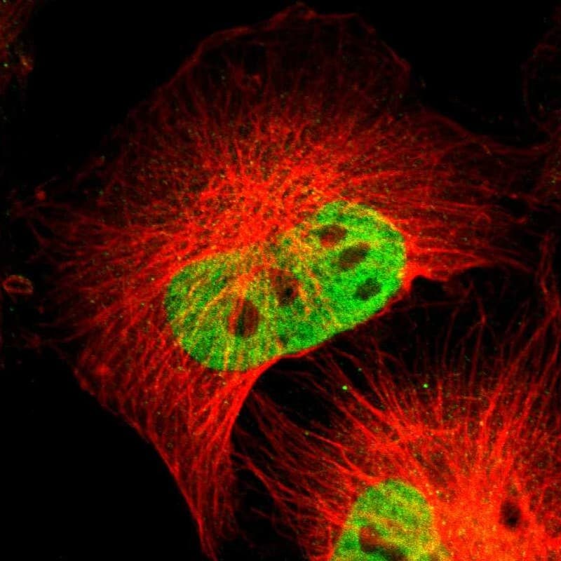 Staining of human cell line U-251 MG shows localization to nucleoplasm.