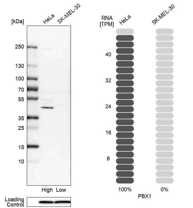 Analysis in human cell lines HeLa and SK-MEL-30 using Anti-PBX1 antibody. Corresponding PBX1 RNA-seq data are presented for the same cell lines. Loading control: Anti-COX4I1.