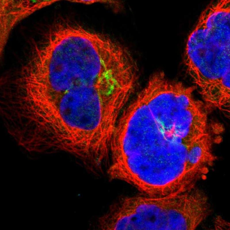 Staining of human cell line A-431 shows localization to the Golgi apparatus.