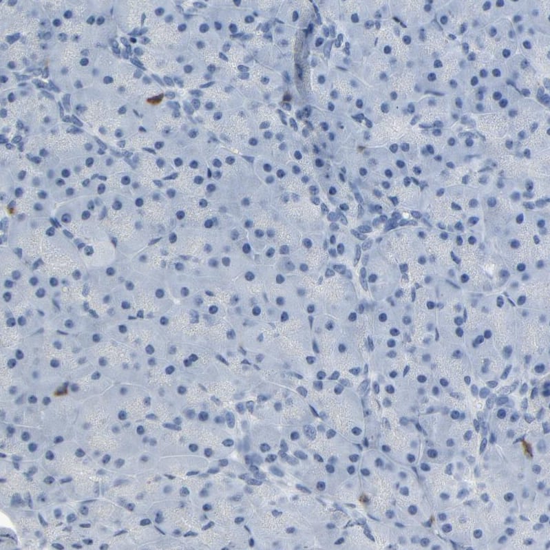 Staining of human pancreas shows no positivity in exocrine glandular cells as expected.