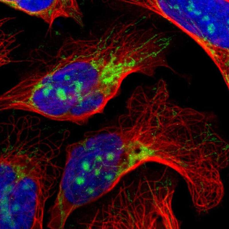 Staining of human cell line U-2 OS shows localization to nucleoli & mitochondria.