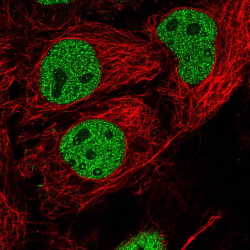 Staining of human cell line CACO-2 shows localization to nucleoplasm.