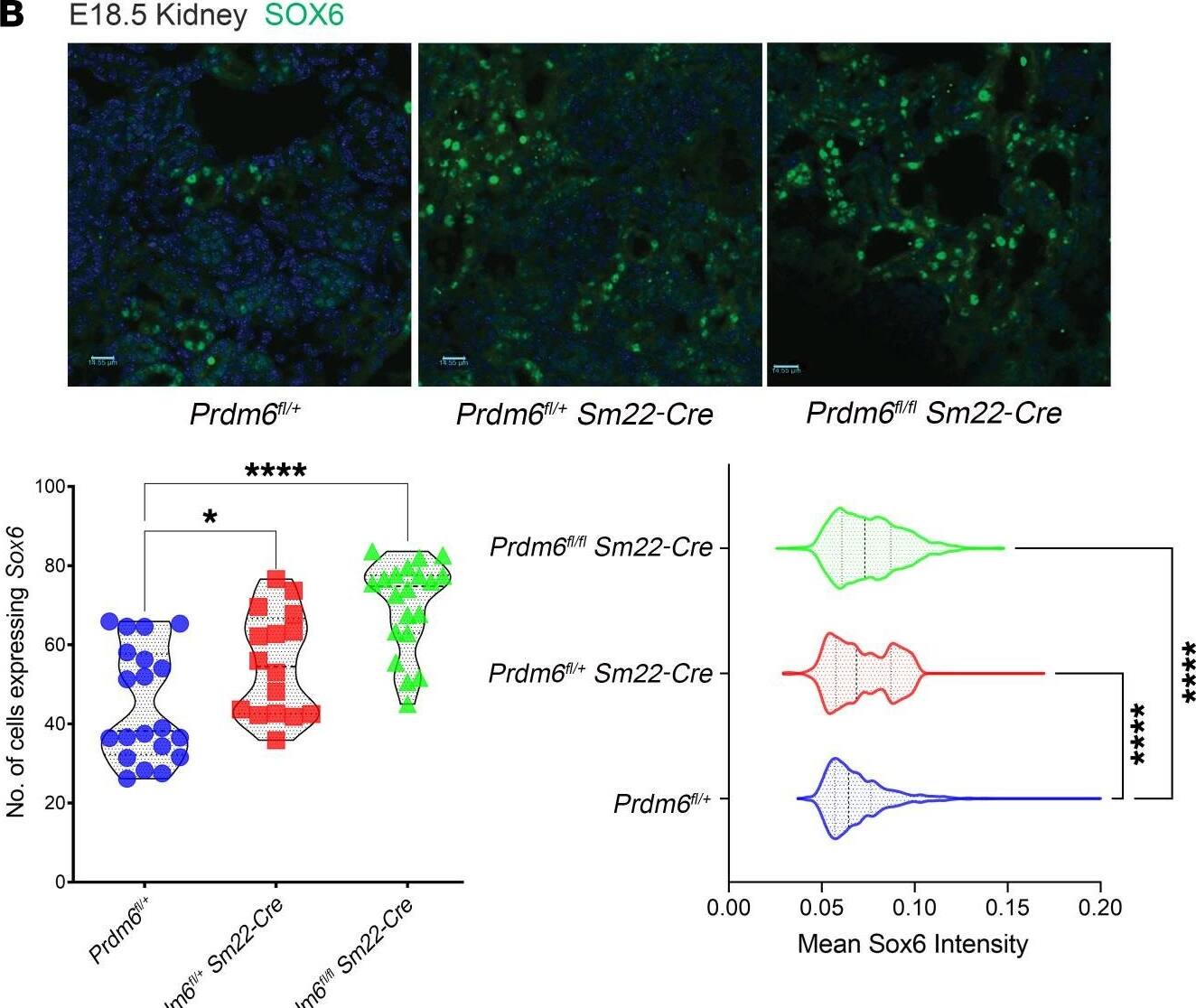 Sox6 is transcriptionally regulated by PRDM6.(A) Sox6 transcript levels in Prdm6fl/fl SM22-Cre and WT littermate mouse aortas (n = 3 per group). (B) The immunofluorescence staining of Sox6 in heterozygous, homozygous Prdm6-knockout mice and their WT littermates. The number of cells expressing Sox6 (left) and mean Sox6 intensity (right) are shown underneath the figures (n = 3 mice per group and 20 fields per mouse). (C) PRDM6 and SOX6 expression level in HEK293T cells upon 22 kb CRISPR deletion of the PRDM6 intronic region. Experiments were done in triplicates. (D) PRDM6 binding sites in SOX6 gene in HEK293T cells according to ENCODE ChIP-Seq data (doi:10.17989/ENCSR892QHR). 2 binding loci are zoomed for clarity. (E) Immunofluorescent images of Prdm6fl/+, Prdm6fl/fl Sm22-Cre,Sox6fl/fl Sm22-Cre and Prdm6fl/fl Sox6fl/fl Sm22-Cre embryonic kidneys at E18.5 labeled with SMA (red) and renin (green) along with nuclear stain (blue). n = 3 mice per group and 10 fields per genotype. The plot on the right shows the quantification of a number of cells producing renin in 4 genotypes. Scale bars: 20 μm. IF figures: Kruskal-Wallis 1-way ANOVA, ****P < 0.0001, ***P < 0.001, *P < 0.05. RT-qPCRs, multiple unpaired, 2-tailed t tests. ****P < 0.0001, ***P < 0.001, *P < 0.05. Note: The Prdm6fl/+ and Prdm6fl/fl Sm22-Cre in Figure 7F are shown again in Figure 8E for comparison. Image collected and cropped by CiteAb from the following open publication (//pubmed.ncbi.nlm.nih.gov/36602864), licensed under a CC-BY license. Not internally tested by Novus Biologicals.