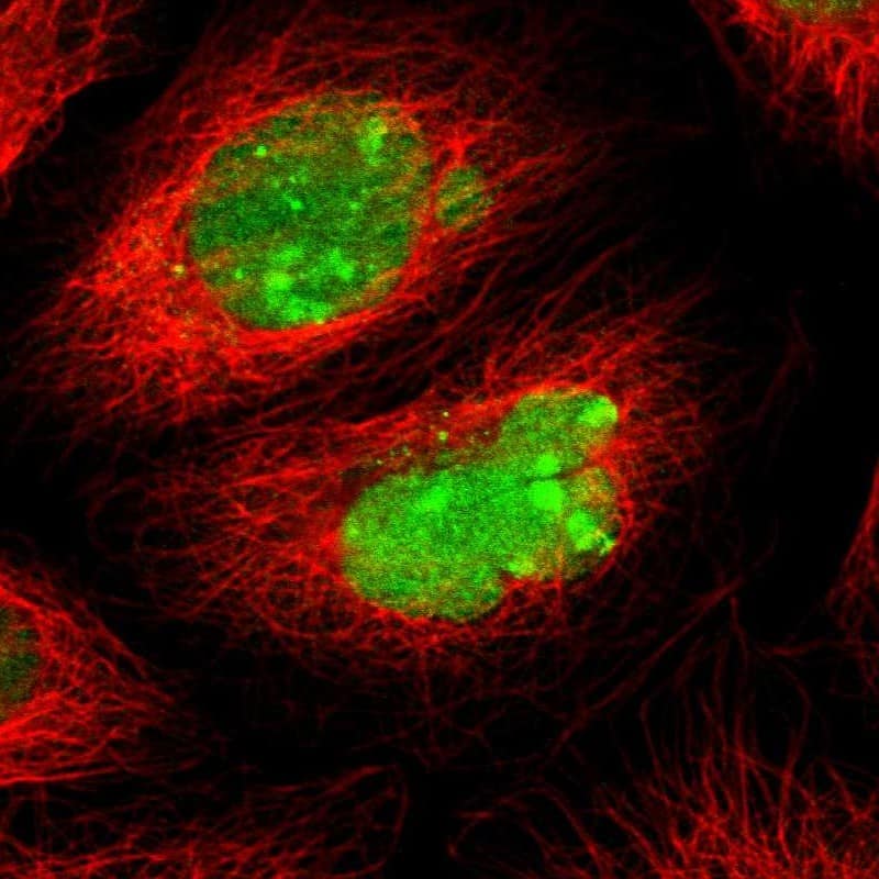 Immunocytochemistry/ Immunofluorescence ATF3 Antibody - BSA Free