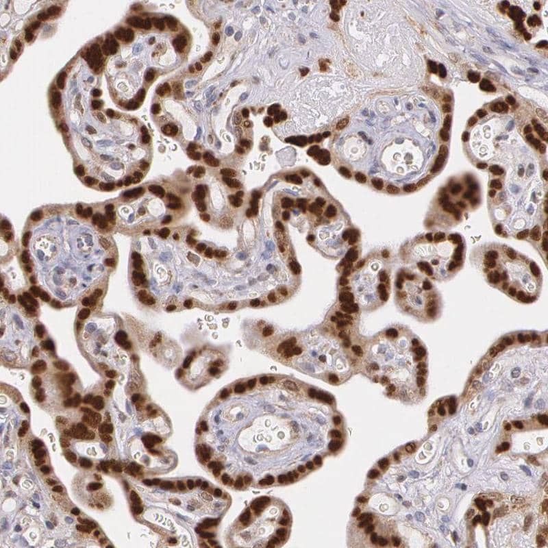 Immunohistochemistry-Paraffin ATF3 Antibody - BSA Free