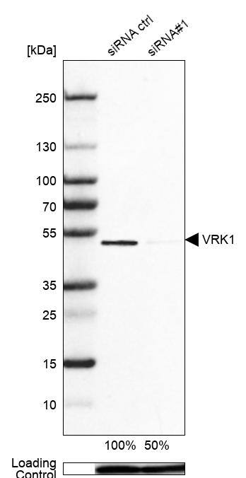 Western Blot VRK1 Antibody - BSA Free