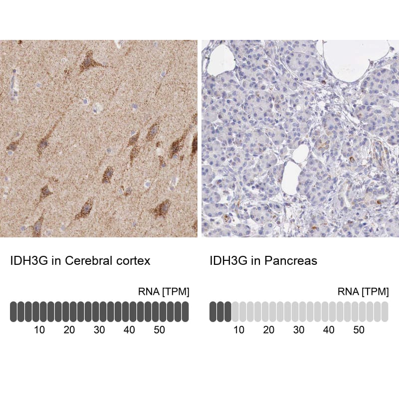 <b>Orthogonal Strategies Validation. </b>Analysis in human cerebral cortex and pancreas tissues. Corresponding RNA-seq data are presented for the same tissues.