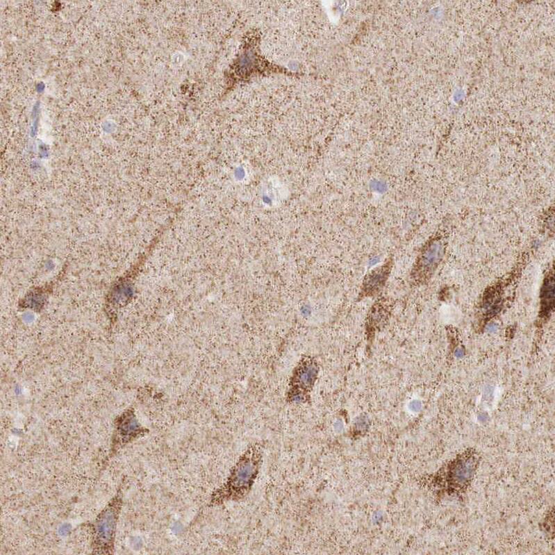 Staining of human cerebral cortex shows moderate granular cytoplasmic positivity in neuronal cells.