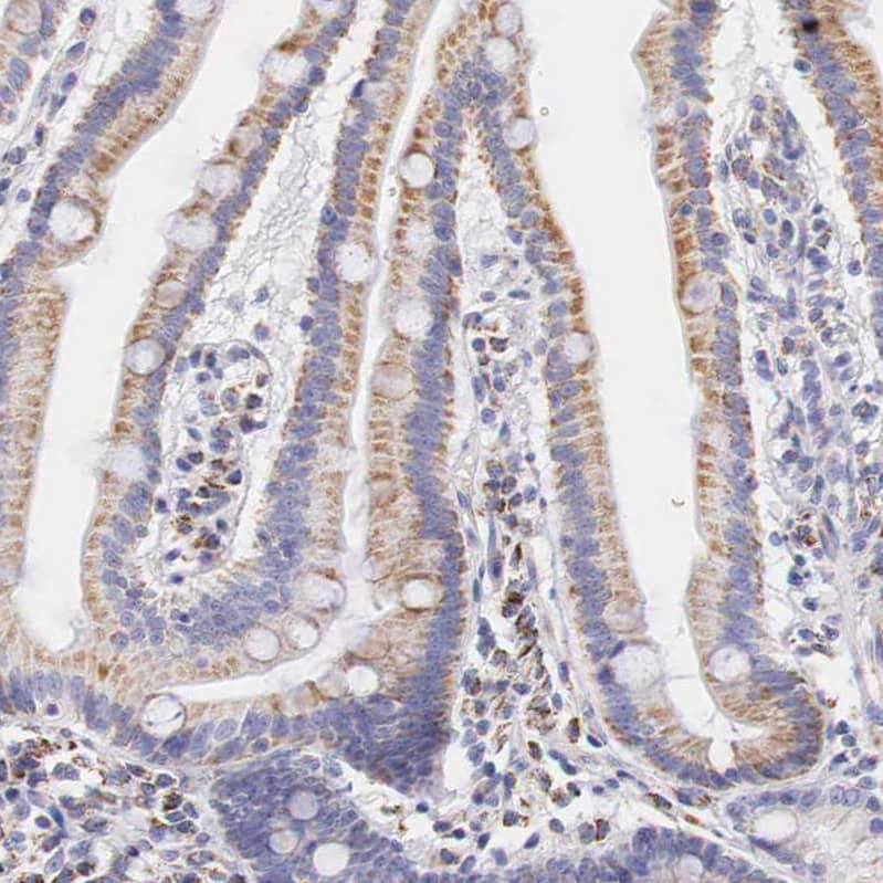 Staining of human duodenum shows moderate granular cytoplasmic positivity in glandular cells.