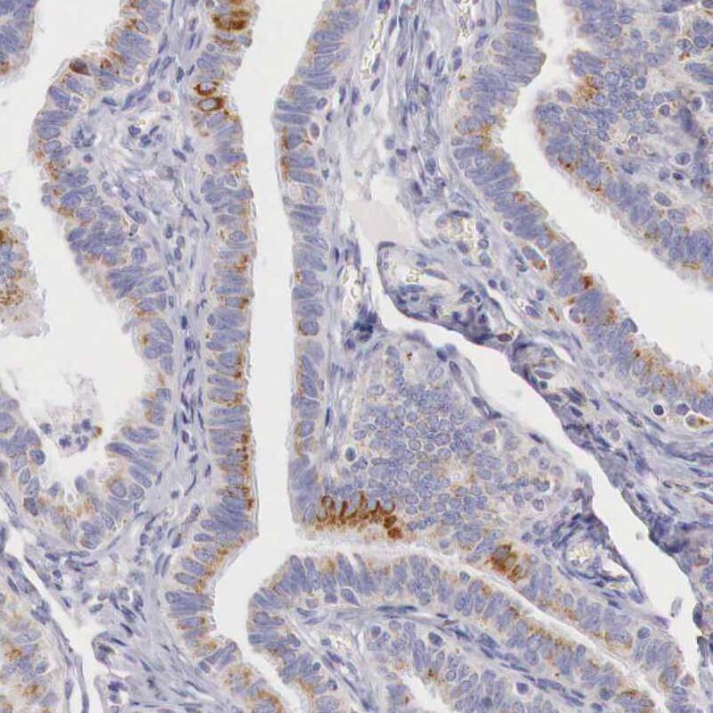 Staining of human fallopian tube shows weak to moderate granular cytoplasmic positivity in glandular cells.