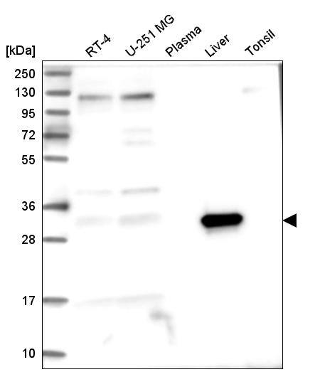 Western Blot ASPDH Antibody - BSA Free