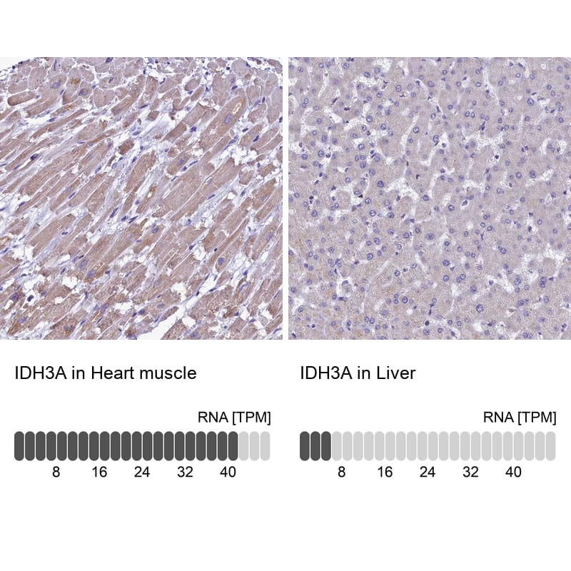 <b>Orthogonal Strategies Validation. </b>Analysis in human heart muscle and liver tissues. Corresponding RNA-seq data are presented for the same tissues.