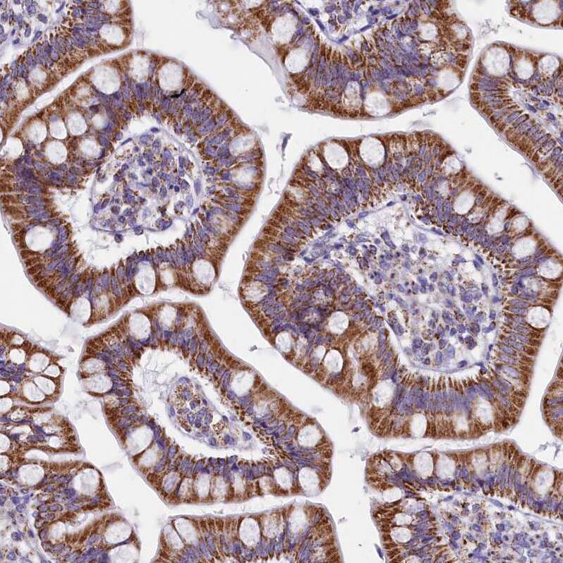 Staining of human Small intestine shows strong granular cytoplasmic positivity in glandular cells.