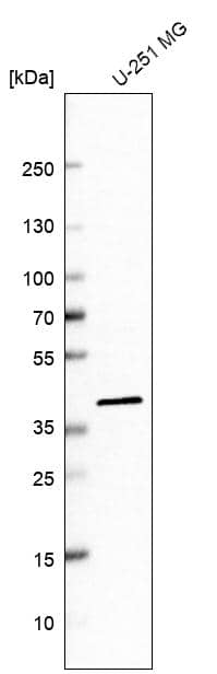 Analysis in human cell line U-251 MG.