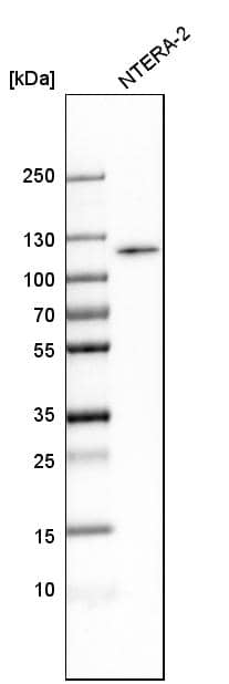Analysis in human cell line NTERA-2.