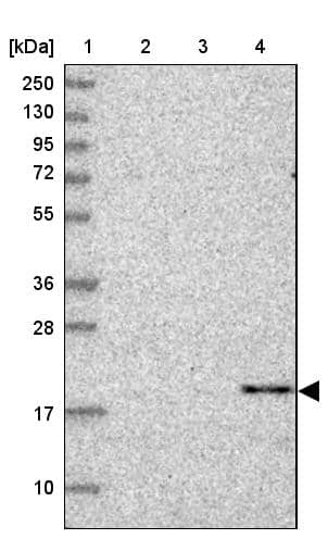 Western Blot CBLN3 Antibody - BSA Free