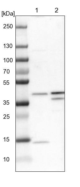Lane 1: NIH-3T3 cell lysate (Mouse embryonic fibroblast cells)Lane 2: NBT-II cell lysate (Rat Wistar bladder tumour cells)