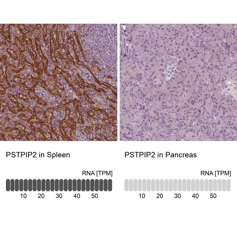 Immunohistochemistry analysis in human spleen and pancreas tissues using HPA040944 antibody. Corresponding PSTPIP2 RNA-seq data are presented for the same tissues.