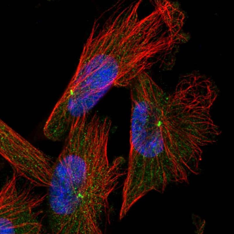 Immunocytochemistry/ Immunofluorescence CAPS2 Antibody - BSA Free