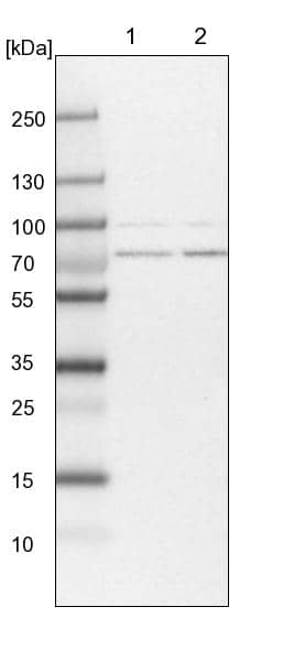 Western Blot PIGB Antibody - BSA Free