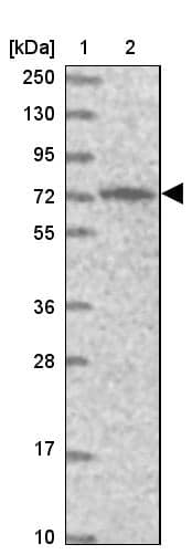 Western Blot PIGB Antibody - BSA Free