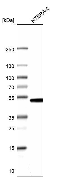 Analysis in human cell line NTERA-2.
