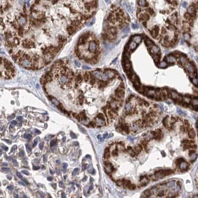 Staining of human kidney.