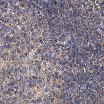 Staining of human lymph node.