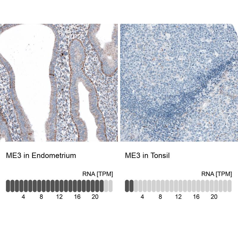 Immunohistochemistry-Paraffin ME3 Antibody - BSA Free