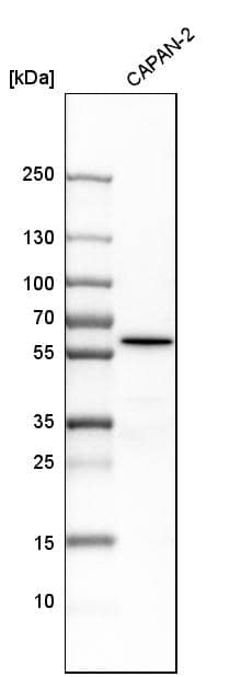 Analysis in human cell line CAPAN-2.