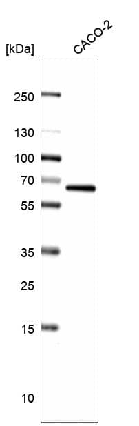 Analysis in human cell line CACO-2.
