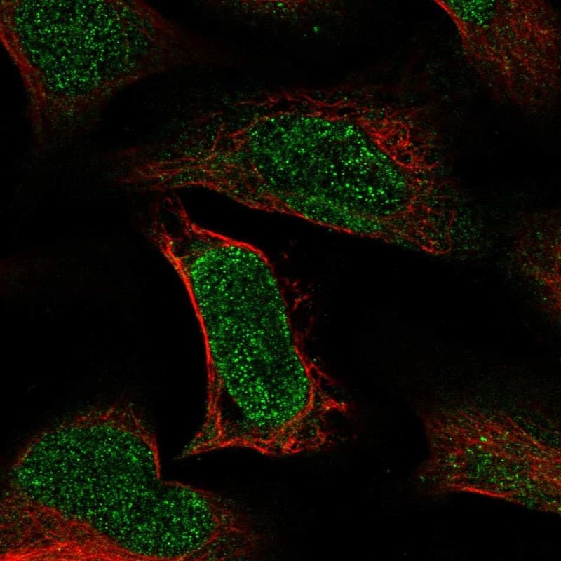 Staining of human cell line U-2 OS shows localization to nucleus.
