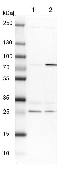 Lane 1: NIH-3T3 cell lysate (Mouse embryonic fibroblast cells)Lane 2: NBT-II cell lysate (Rat Wistar bladder tumour cells)