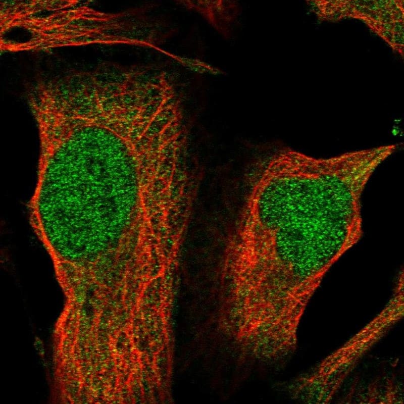 Staining of human cell line U-2 OS shows localization to nucleoplasm & cytosol.