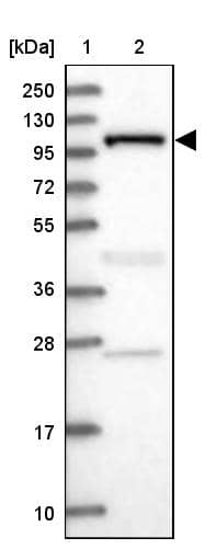 Western Blot INPP4B Antibody - BSA Free
