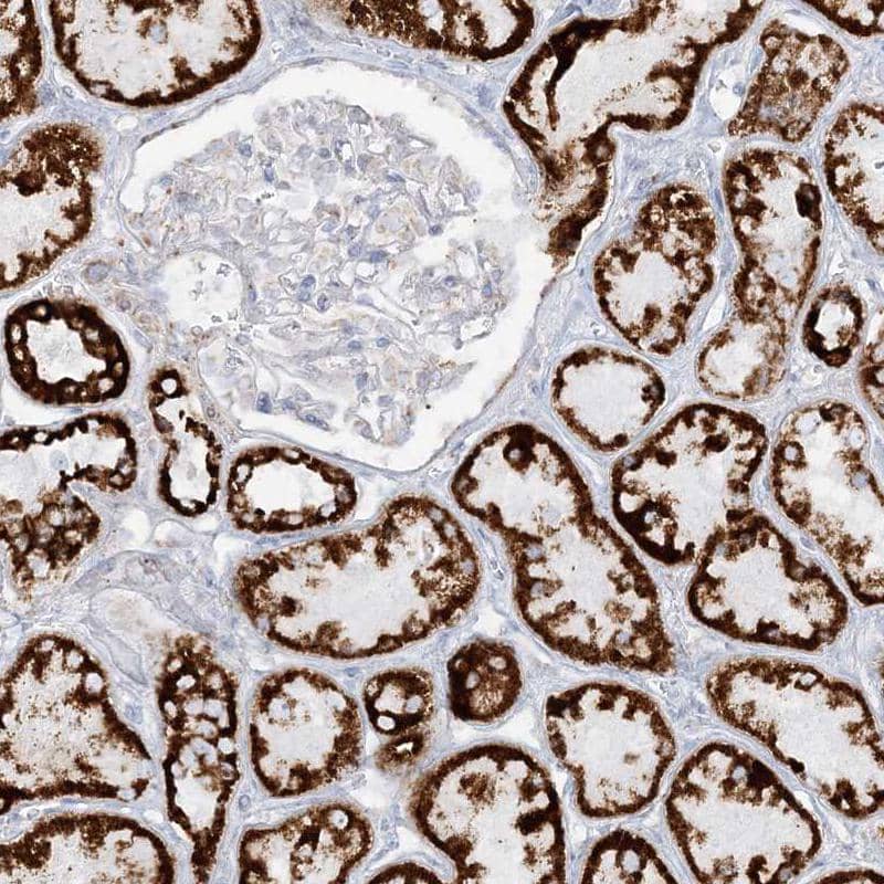 Staining of human kidney shows strong granular cytoplasmic positivity in cells in tubules.