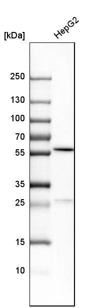 Analysis in human cell line HepG2.