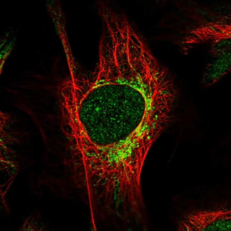 Staining of human cell line U-2 OS shows localization to nucleoplasm & mitochondria.
