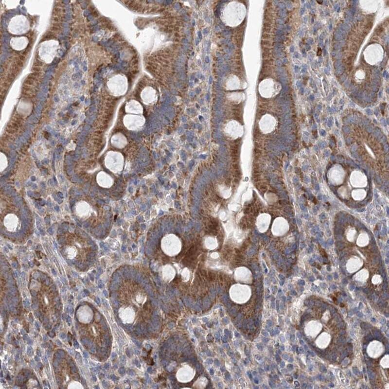 Immunohistochemistry-Paraffin MTRF1L Antibody - BSA Free