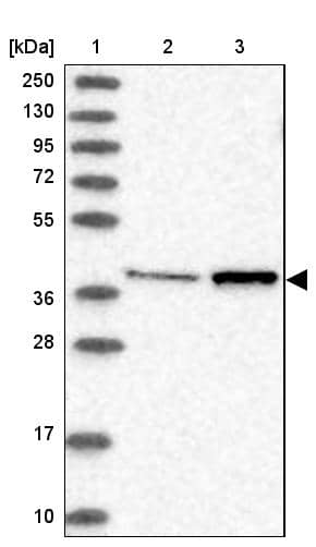 Western Blot MTRF1L Antibody - BSA Free