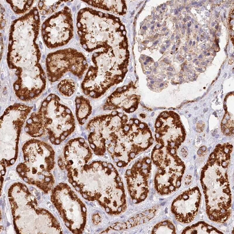 Staining of human kidney shows strong cytoplasmic positivity, with a granular pattern in cells in tubules.