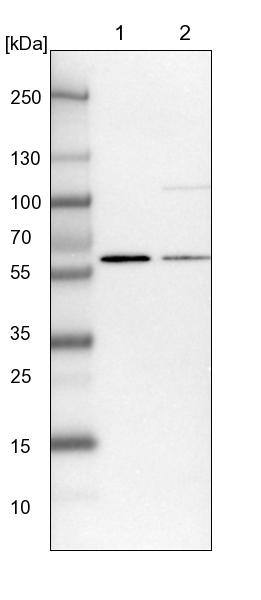Lane 1: NIH-3T3 cell lysate (Mouse embryonic fibroblast cells)Lane 2: NBT-II cell lysate (Rat Wistar bladder tumour cells)